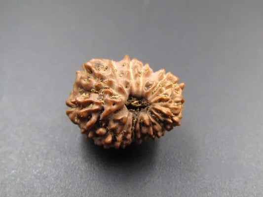 14 Mukhi Rudraksha Indonesia 16 mm