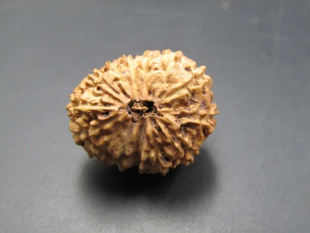 14 Mukhi Rudraksha Indonesia 17 mm