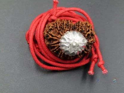 14 Mukhi Rudraksha Nepal 28 mm