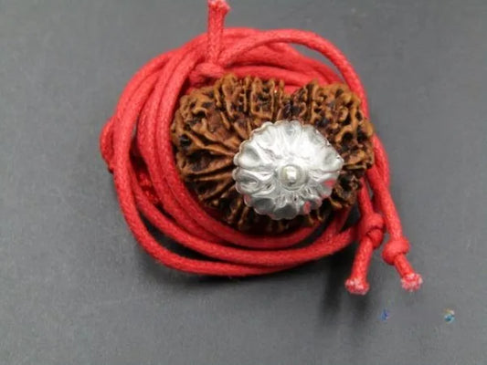 14 Mukhi Rudraksha Nepal 28 mm