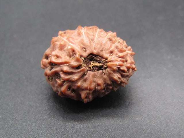14 Mukhi Rudraksha Indonesia 18 mm
