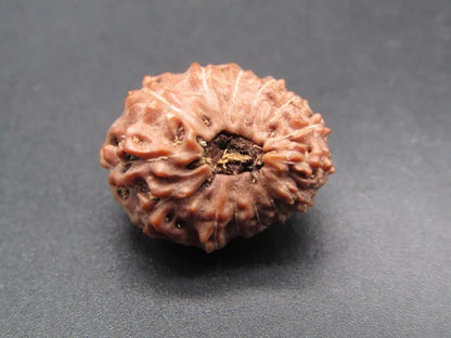 14 Mukhi Rudraksha Indonesia 18 mm