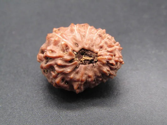 14 Mukhi Rudraksha Indonesia 18 mm