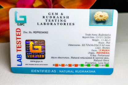 15 Mukhi Rudraksha Indonesia 22 mm