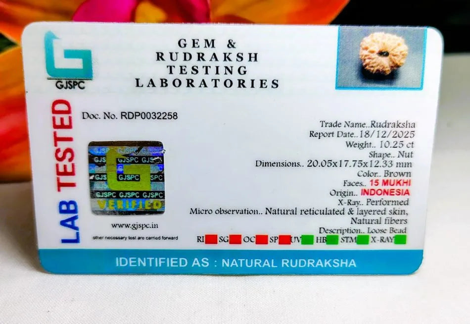 15 Mukhi Rudraksha Indonesia 20 mm