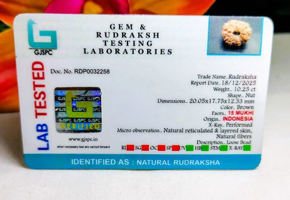 15 Mukhi Rudraksha Indonesia 20 mm