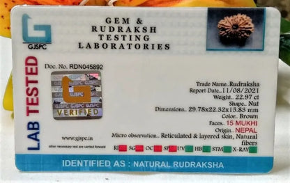 15 Mukhi Rudraksha Nepal 29 mm
