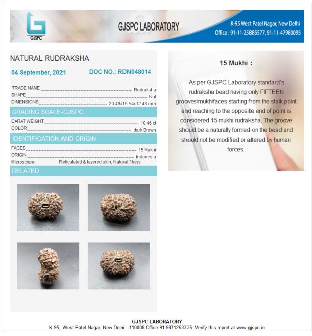 15 Mukhi Rudraksha Indonesia 20 mm