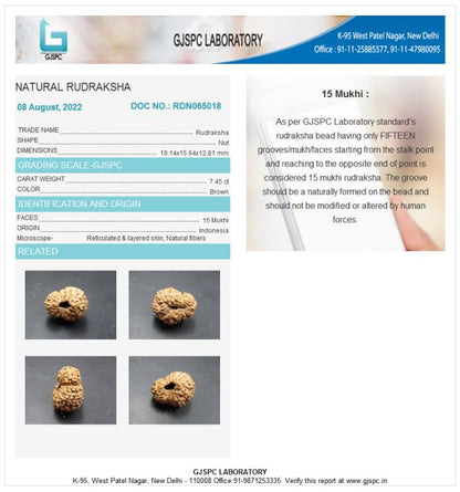 15 Mukhi Rudraksha Indonesia 19 mm