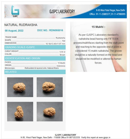 15 Mukhi Rudraksha Indonesia 18 mm
