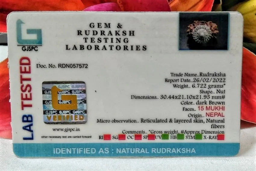 15 Mukhi Rudraksha Nepal 30 mm
