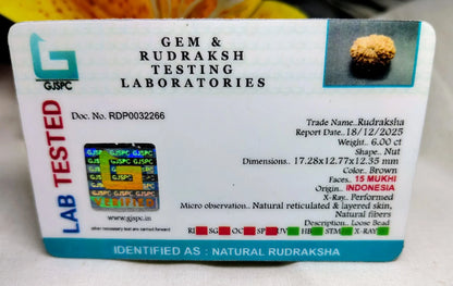 15 Mukhi Rudraksha Indonesia 17 mm