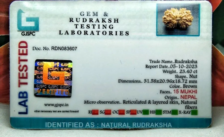 15 Mukhi Rudraksha Nepal 31 mm
