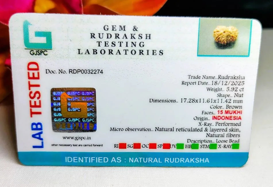 15 Mukhi Rudraksha Indonesia 17 mm
