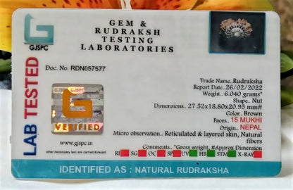 15 Mukhi Rudraksha Nepal 27 mm
