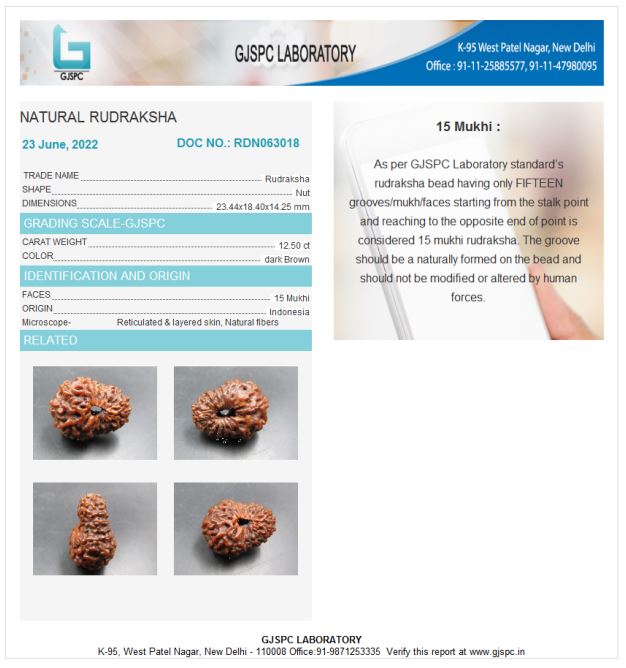 15 Mukhi Rudraksha Indonesia 23 mm