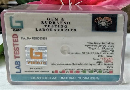 15 Mukhi Rudraksha Nepal 31 mm
