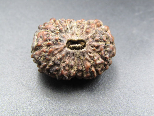 15 Mukhi Rudraksha Indonesia 20 mm
