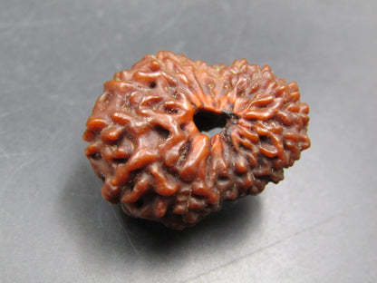 15 Mukhi Rudraksha Indonesia 23 mm