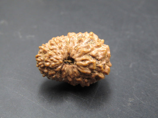 15 Mukhi Rudraksha Indonesia 18 mm