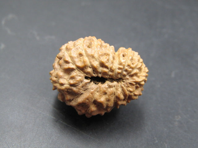15 Mukhi Rudraksha Indonesia 19 mm