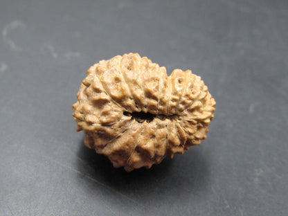 15 Mukhi Rudraksha Indonesia 19 mm