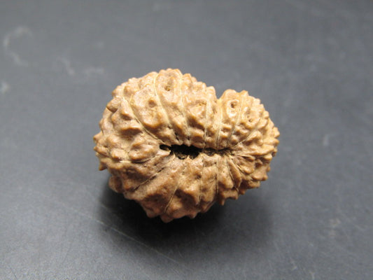 15 Mukhi Rudraksha Indonesia 19 mm
