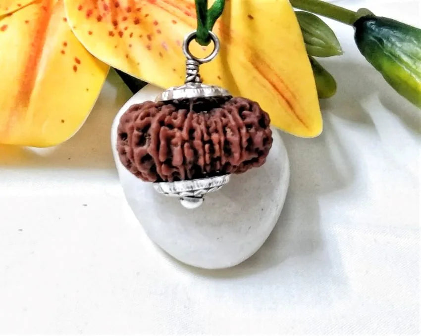 15 Mukhi Rudraksha Nepal 29 mm