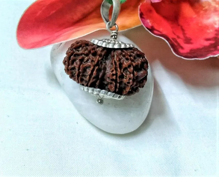 15 Mukhi Rudraksha Nepal 30 mm