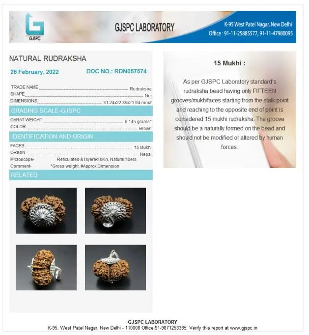 15 Mukhi Rudraksha Nepal 31 mm