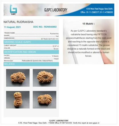 15 Mukhi Rudraksha Nepal 29 mm