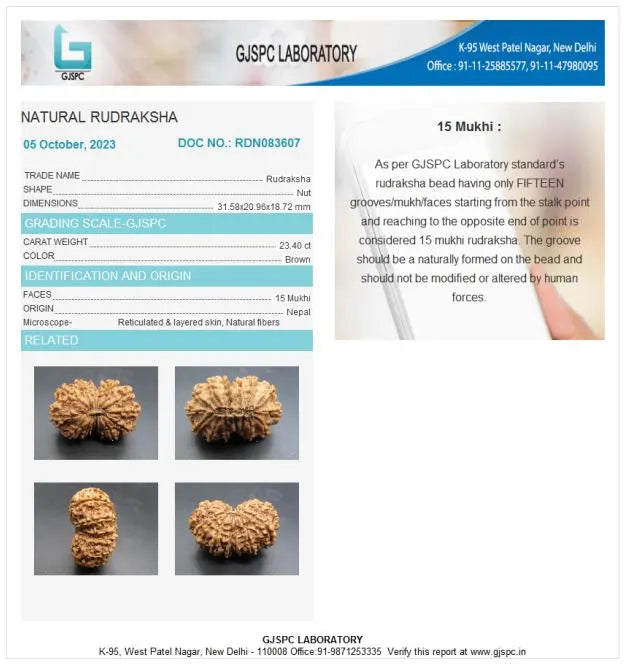 15 Mukhi Rudraksha Nepal 31 mm