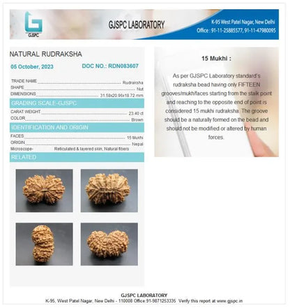 15 Mukhi Rudraksha Nepal 31 mm