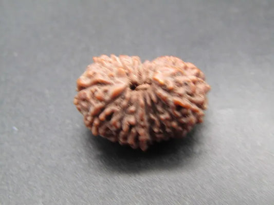 15 Mukhi Rudraksha Indonesia 17 mm