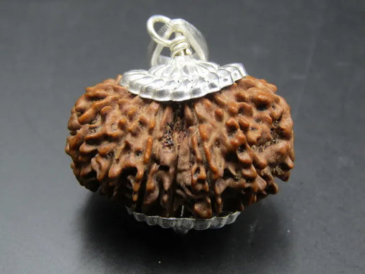 15 Mukhi Rudraksha Nepal 30 mm