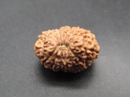 15 Mukhi Rudraksha Indonesia 17 mm