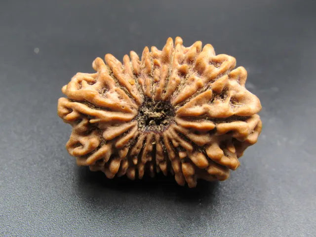 15 Mukhi Rudraksha Nepal 29 mm