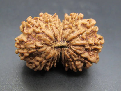 15 Mukhi Rudraksha Nepal 31 mm