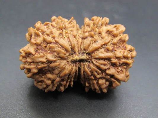 15 Mukhi Rudraksha Nepal 31 mm
