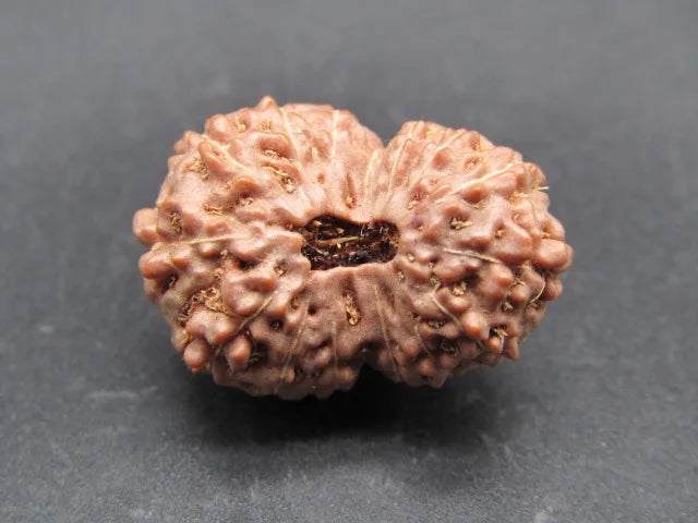 15 Mukhi Rudraksha Indonesia 22 mm