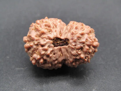 15 Mukhi Rudraksha Indonesia 22 mm