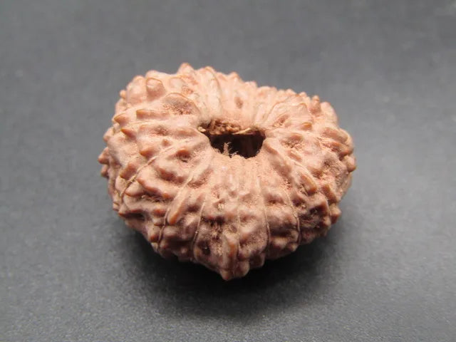 15 Mukhi Rudraksha Indonesia 20 mm