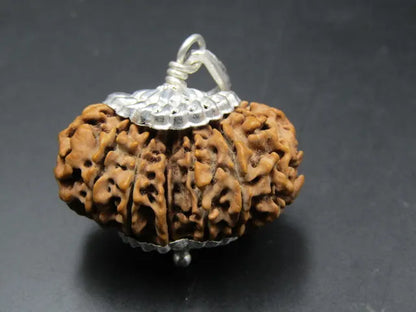 15 Mukhi Rudraksha Nepal 31 mm