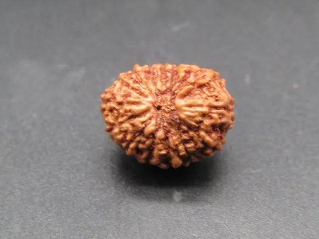 15 Mukhi Rudraksha Indonesia 14 mm