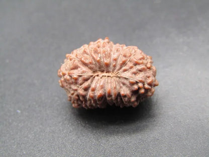 15 Mukhi Rudraksha Indonesia 17 mm