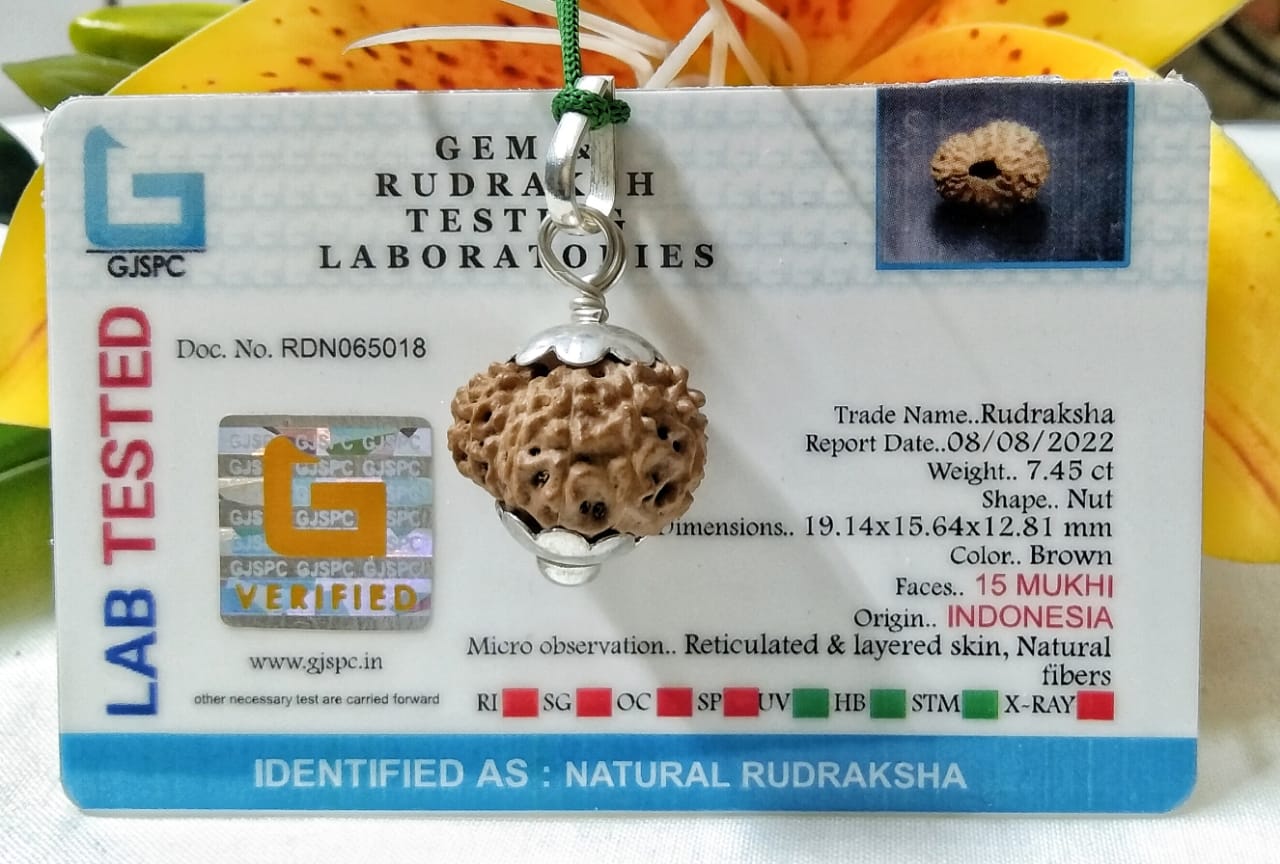 15 Mukhi Rudraksha Indonesia 19 mm