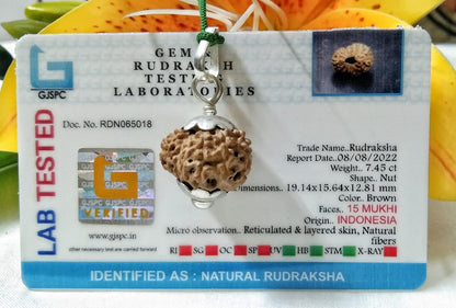 15 Mukhi Rudraksha Indonesia 19 mm