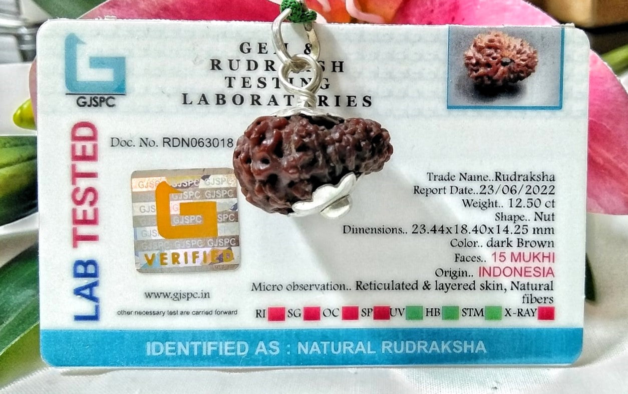 15 Mukhi Rudraksha Indonesia 23 mm