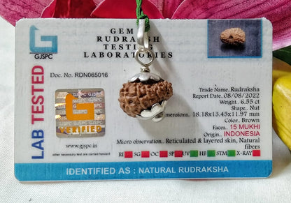 15 Mukhi Rudraksha Indonesia 18 mm