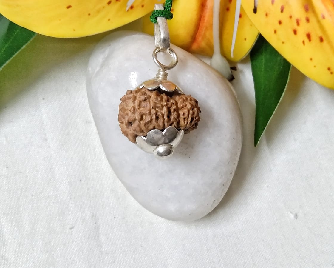 15 Mukhi Rudraksha Indonesia 19 mm